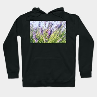 Honey Bee on Lavender Hoodie